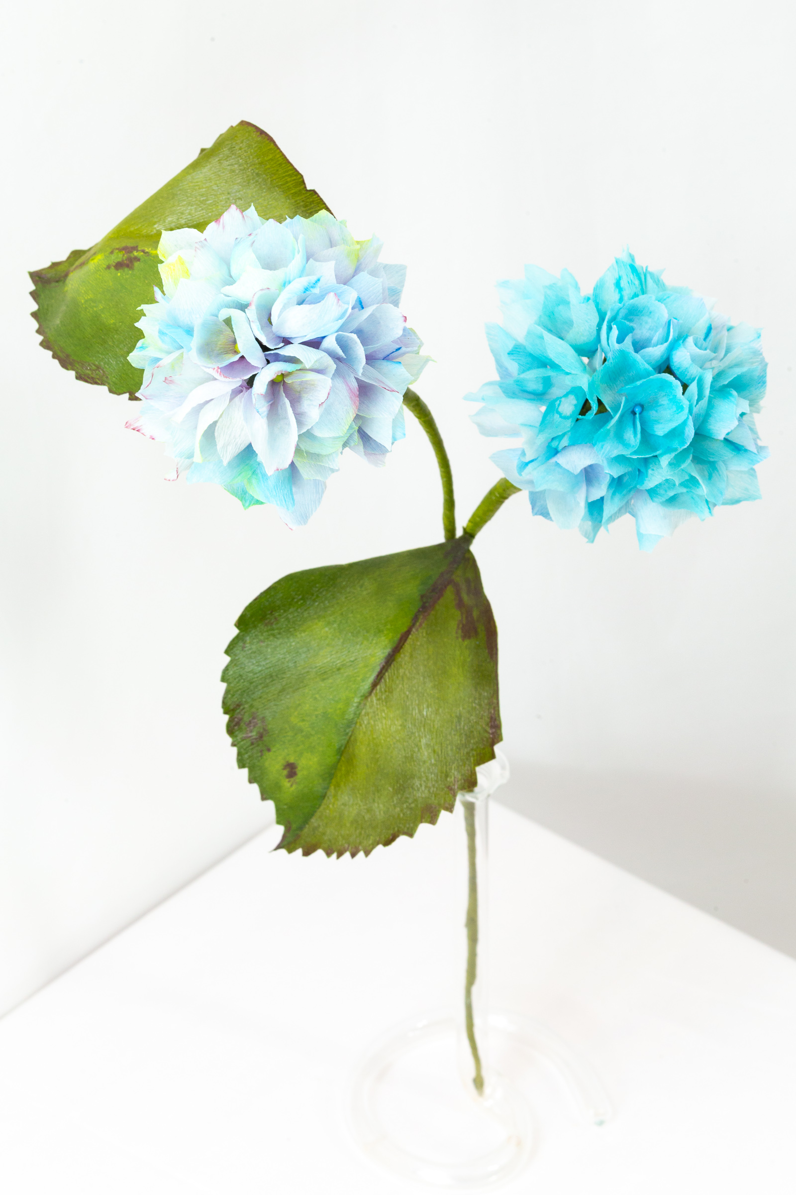 Hydrangea stem with two hand-dyed blue bloom heads and broad green leaves