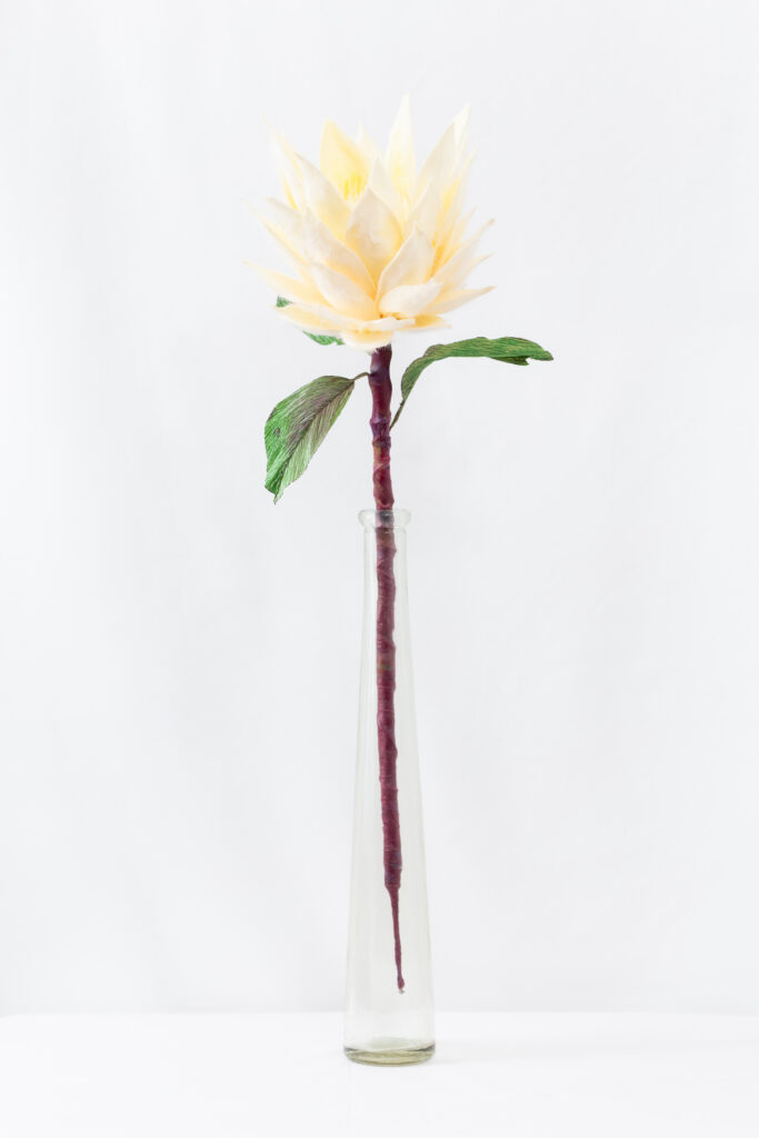 King protea in closed form with cupped cream bracts and a yellow fringed center