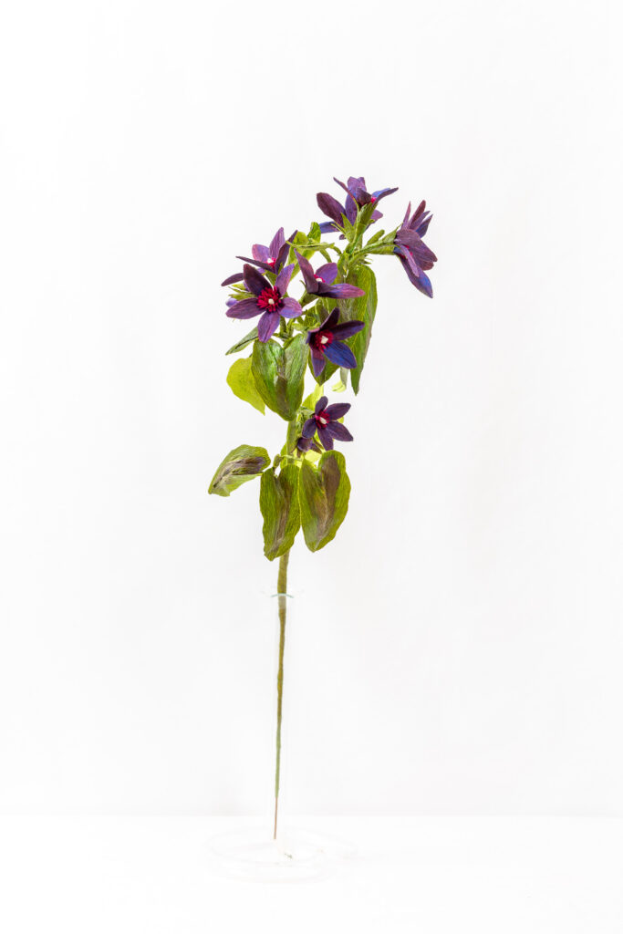 Purple tweedia stem with star-shaped violet blooms and magenta centers