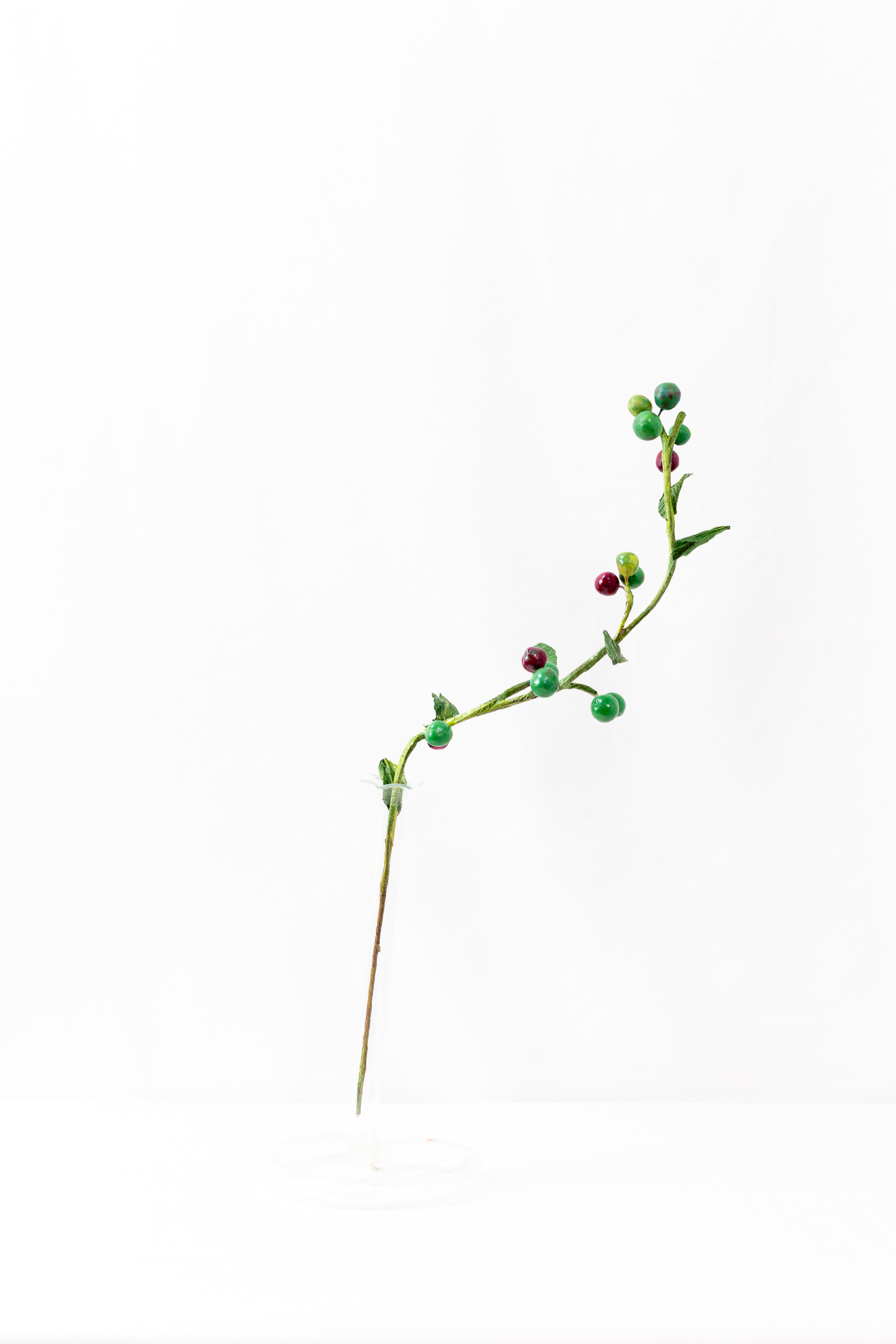 Midsummer Chokeberry branch with berries at green, turning, and ripe stages