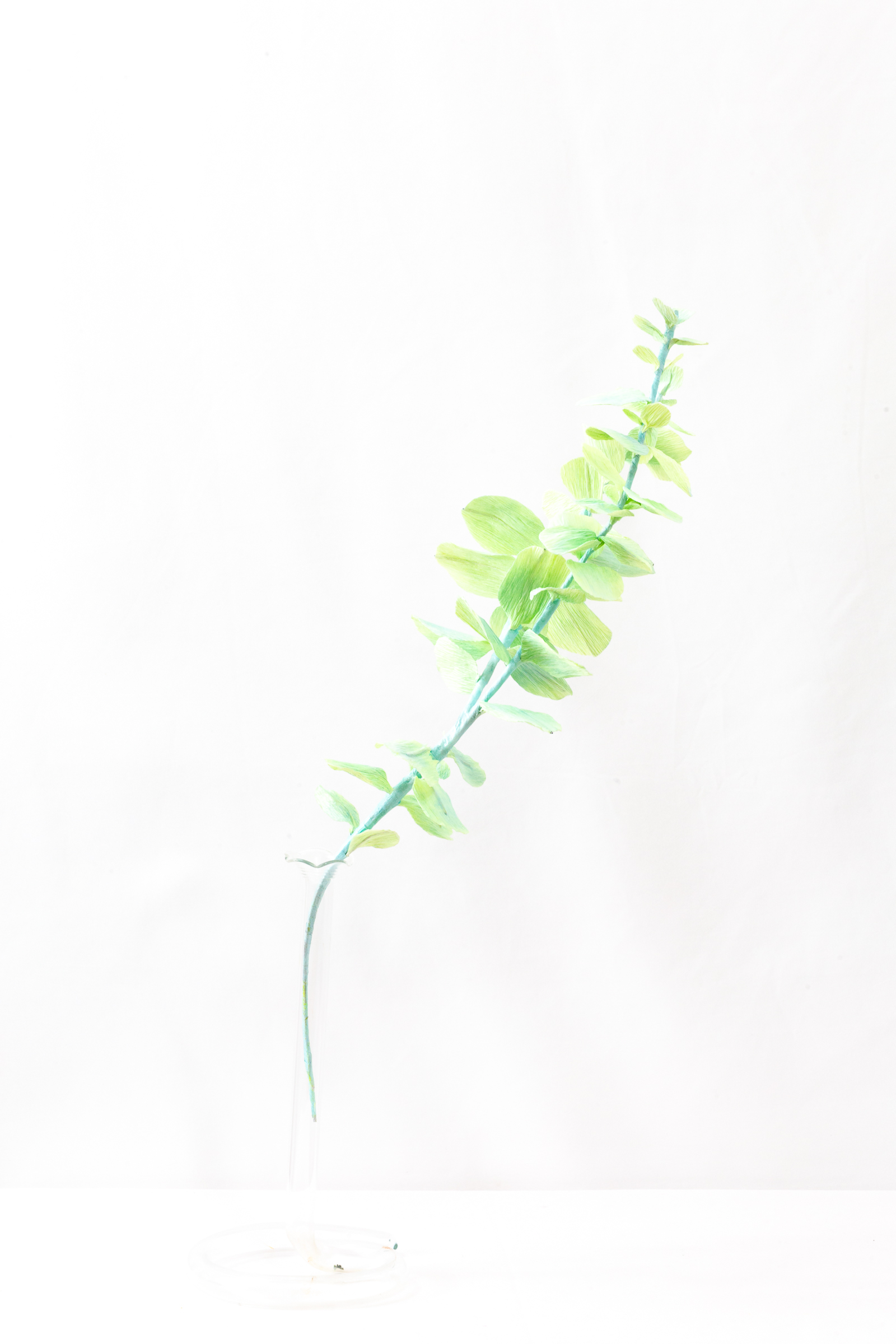 Two stems of mint and lime green paper eucalyptus with round leaves in a glass bud vase