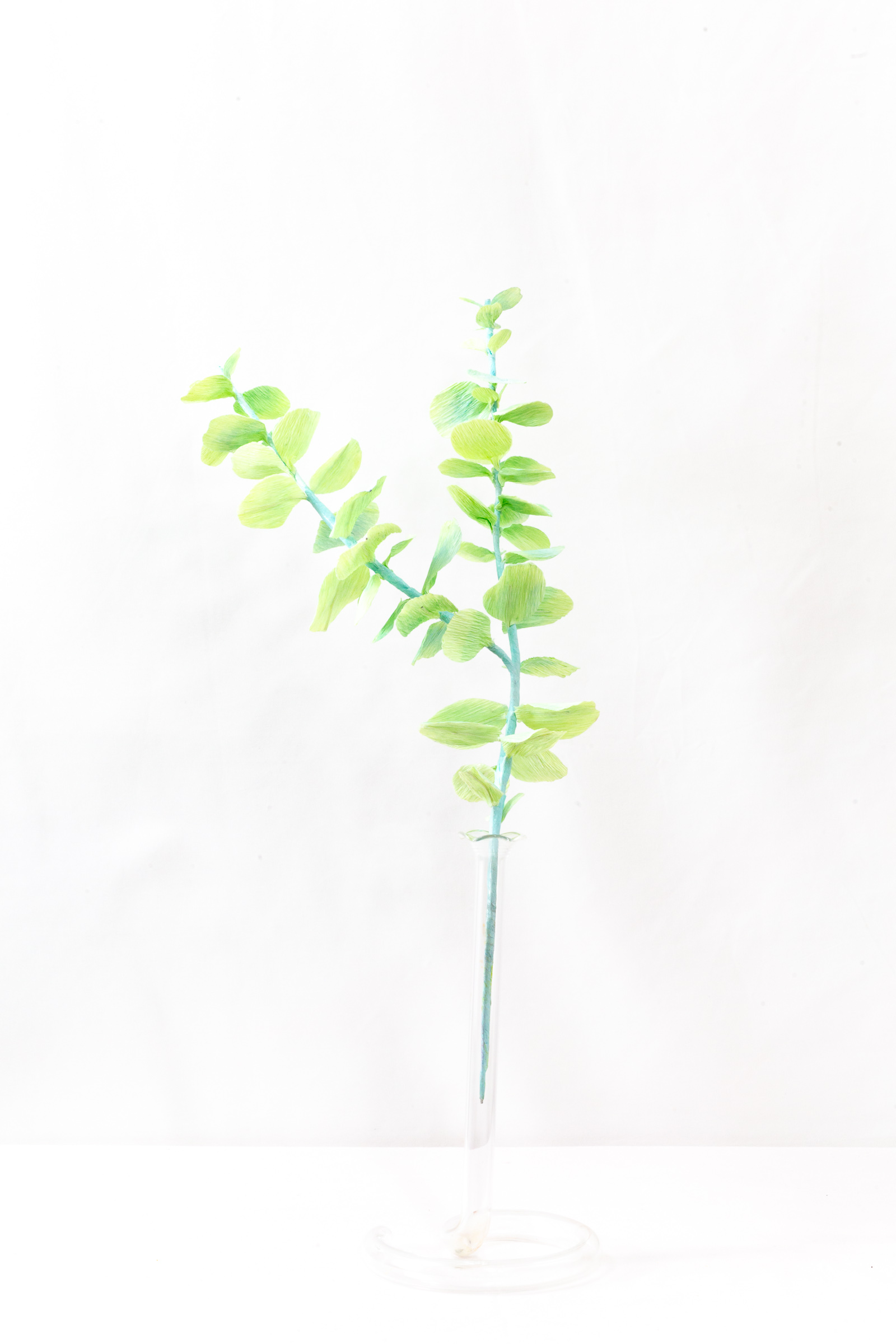 Two stems of mint and lime green paper eucalyptus with round leaves in a glass bud vase