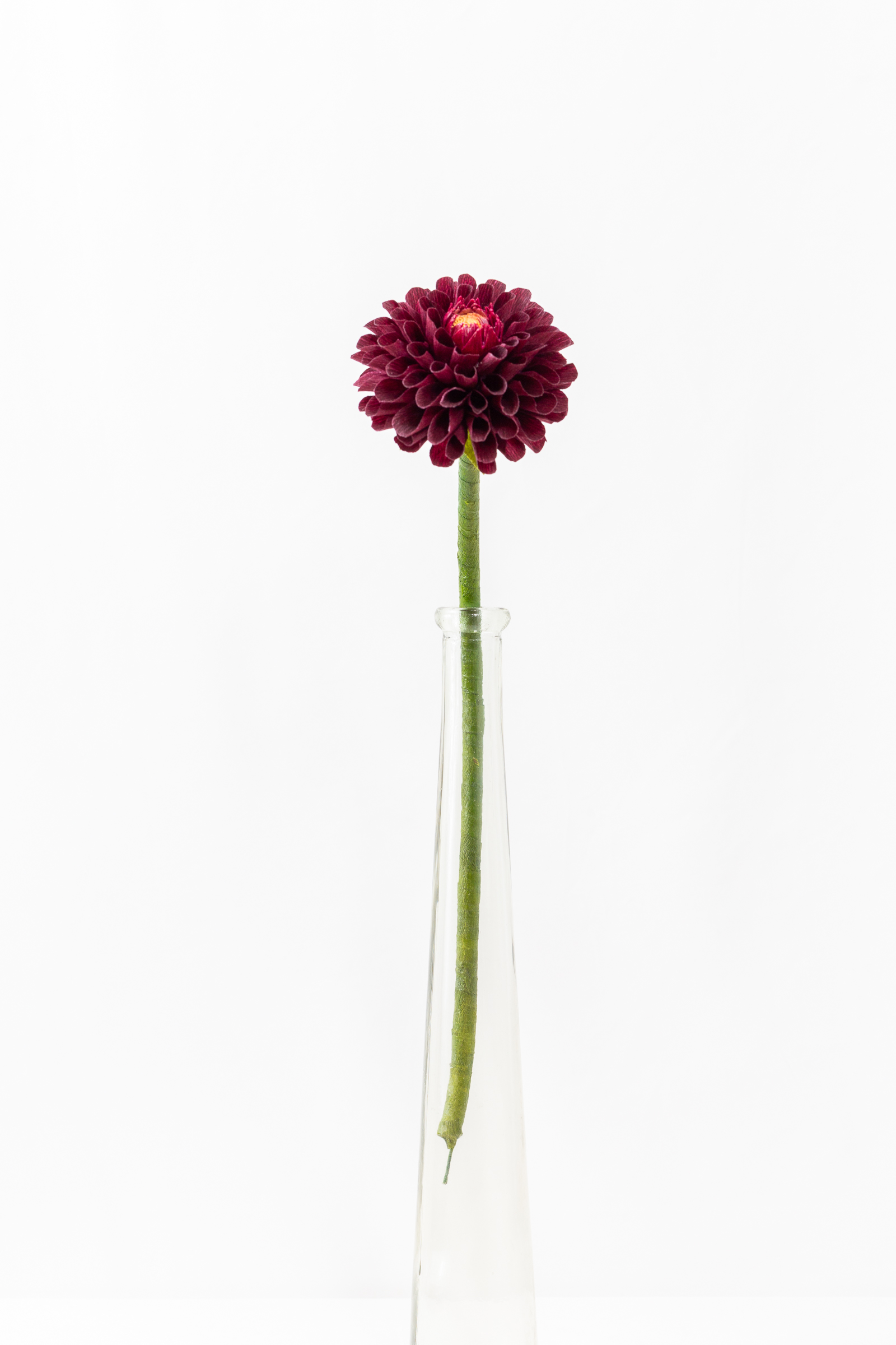 Burgundy ball dahlia with hand-rolled cupped petals and a small red and gold center on a green stem