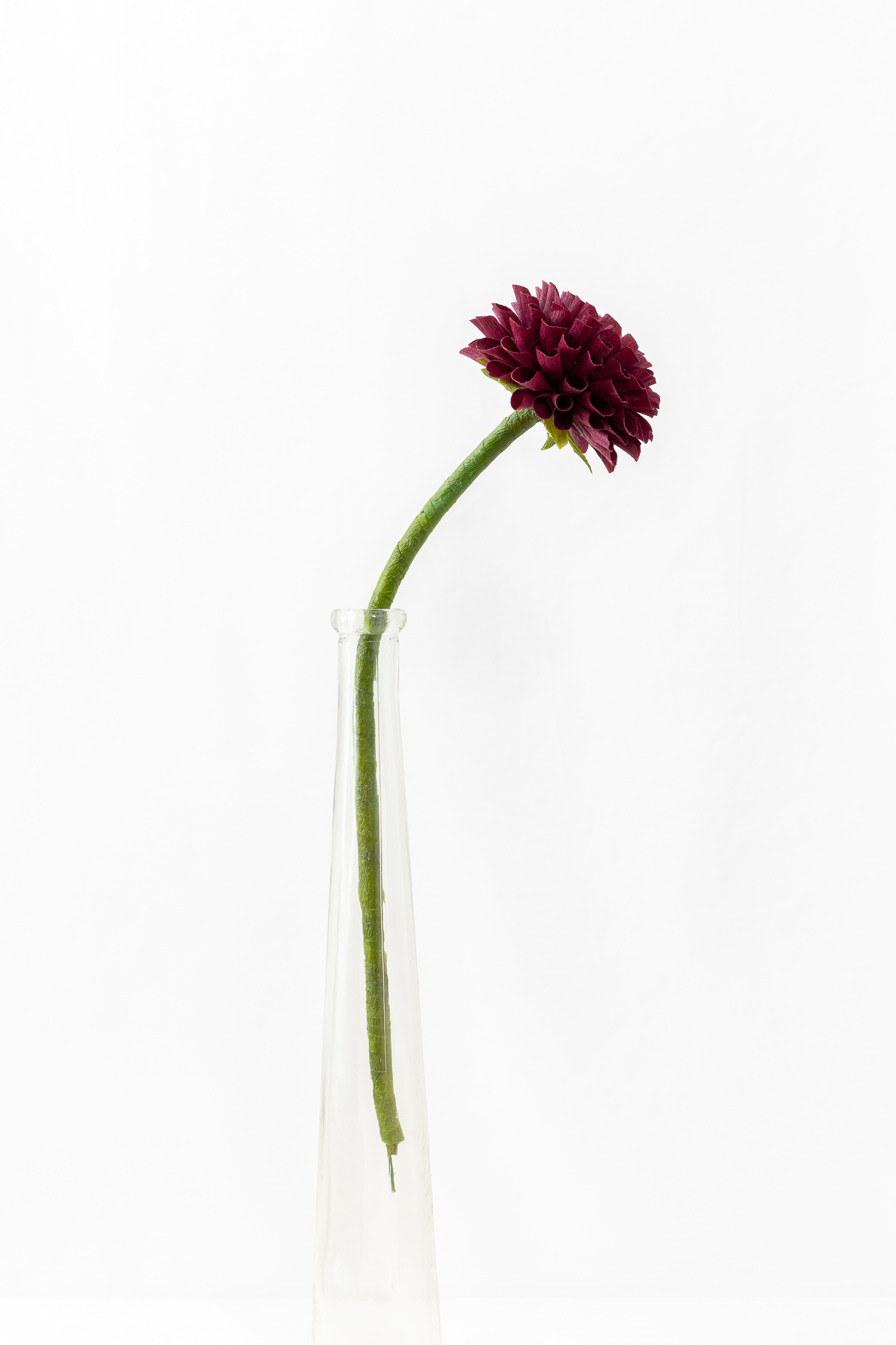 Burgundy ball dahlia with hand-rolled cupped petals and a small red and gold center on a green stem