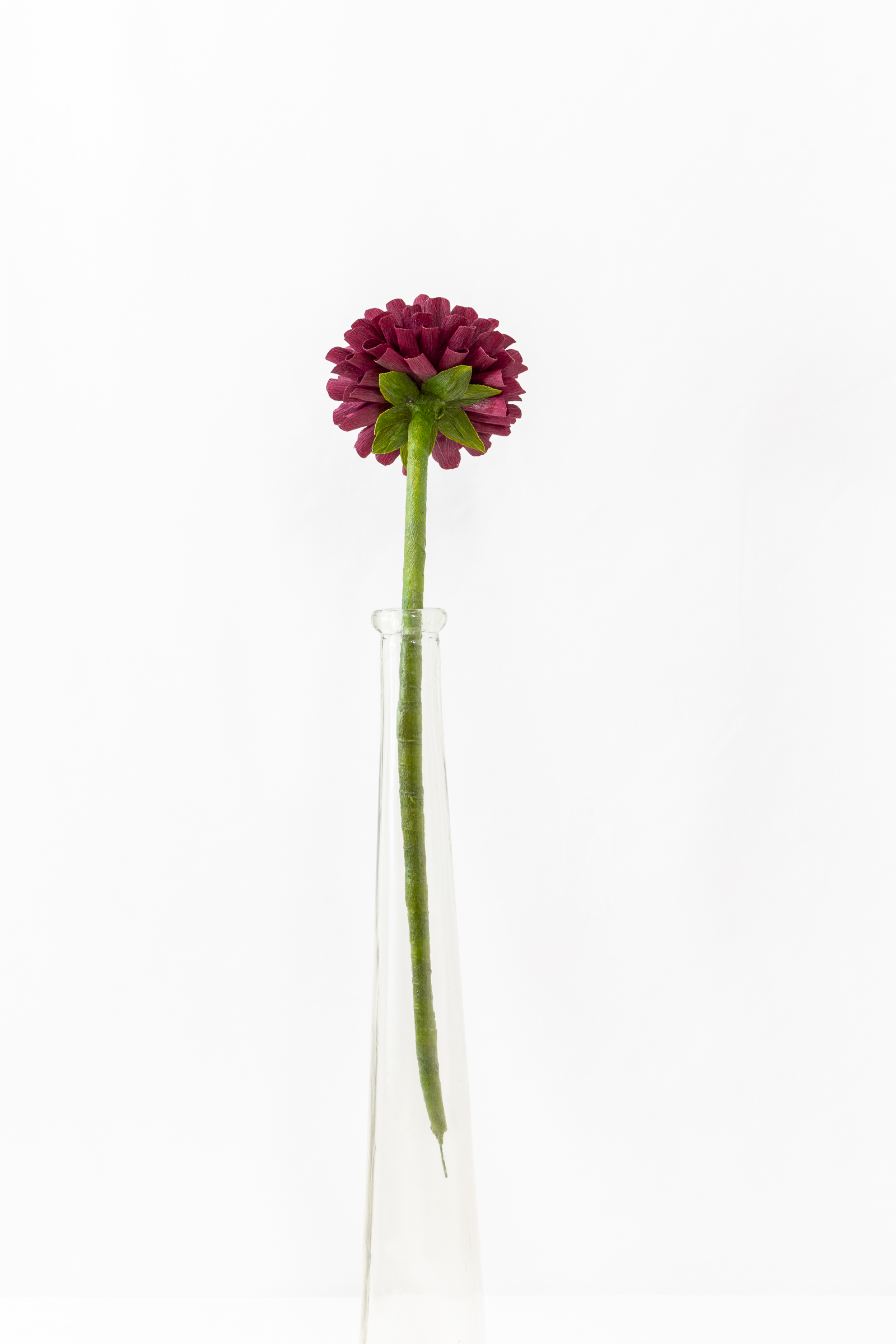 Burgundy ball dahlia with hand-rolled cupped petals and a small red and gold center on a green stem