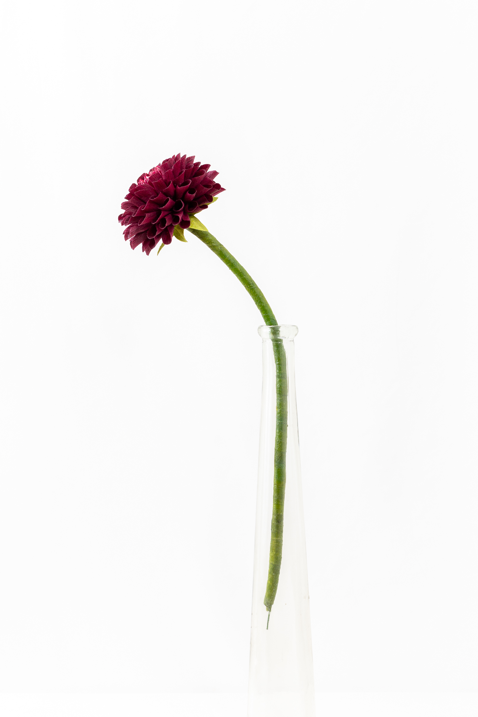Burgundy ball dahlia with hand-rolled cupped petals and a small red and gold center on a green stem