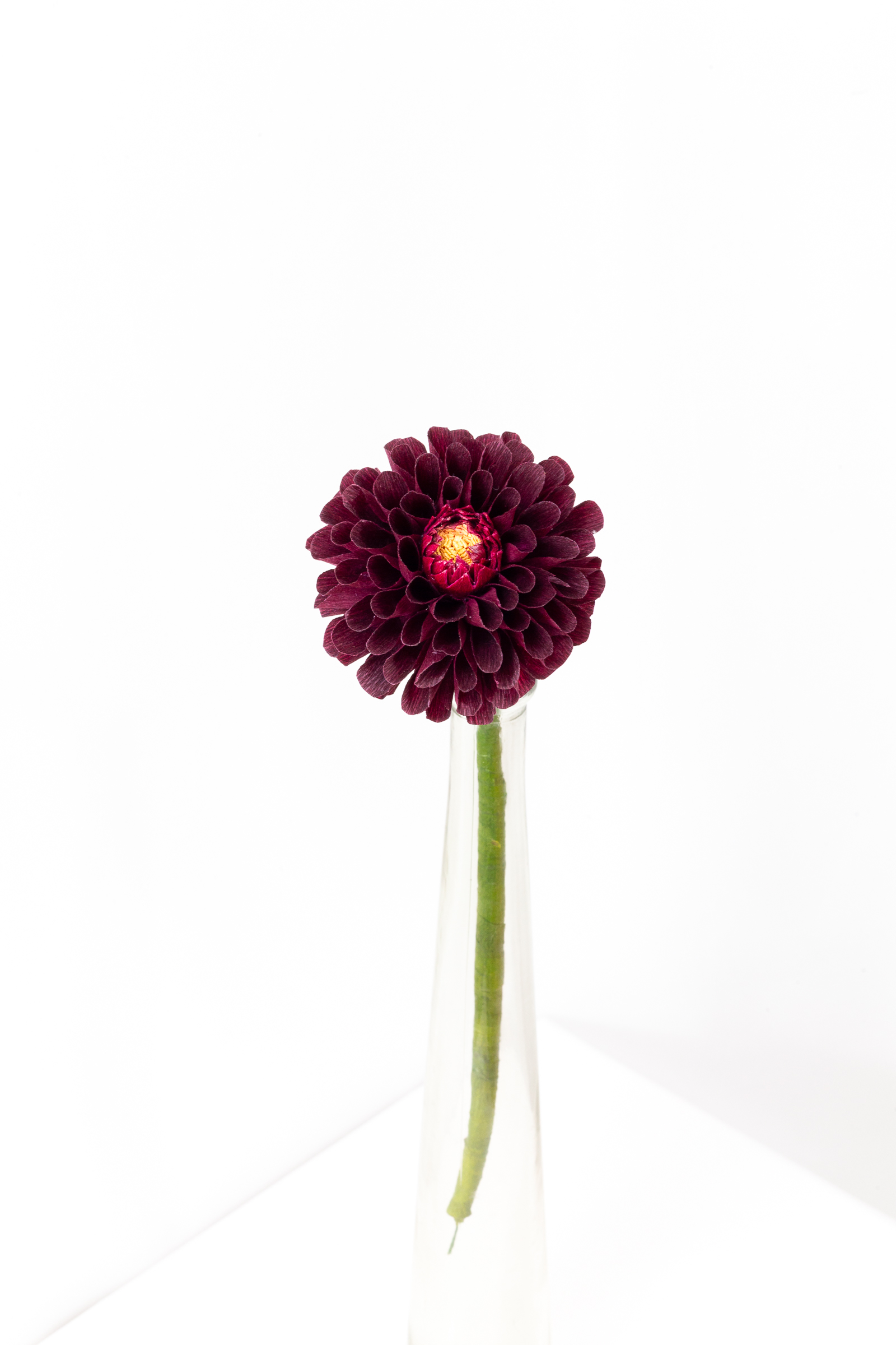 Burgundy ball dahlia with hand-rolled cupped petals and a small red and gold center on a green stem