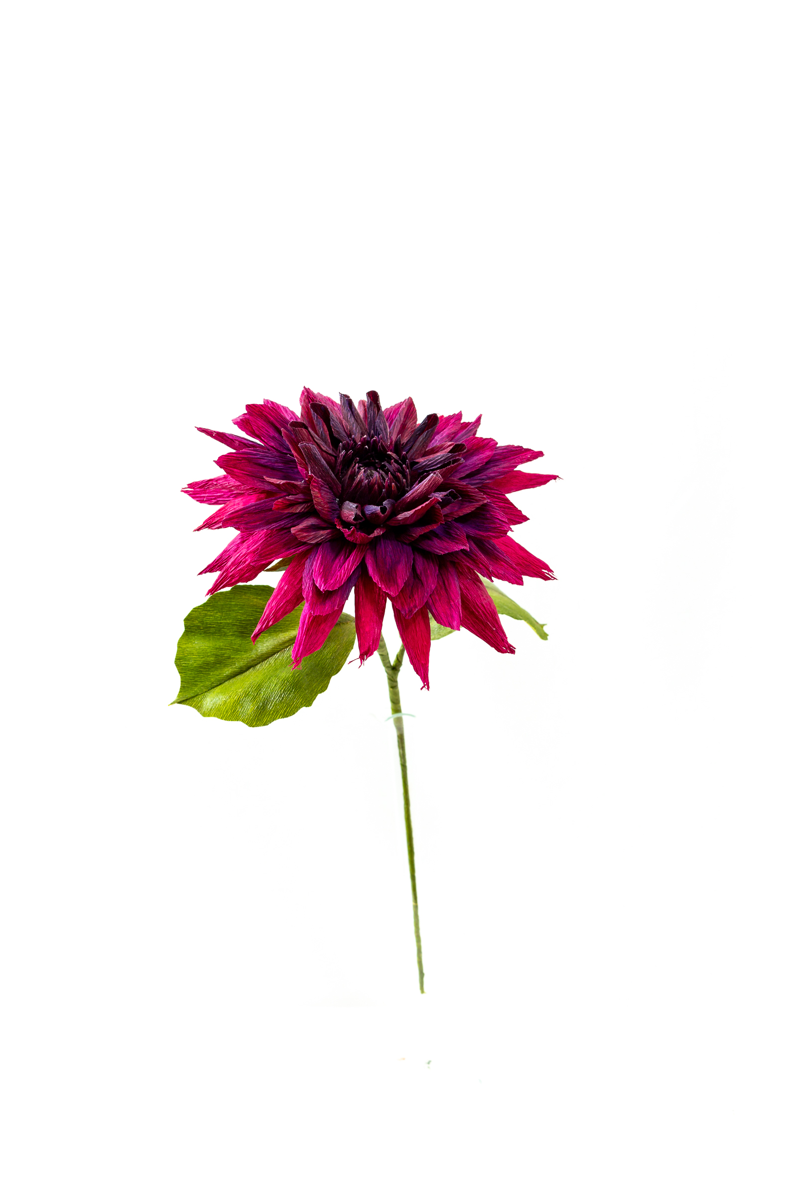 Deep magenta and burgundy dahlia with pointed hand-dyed petals and a dark furled center on a green stem