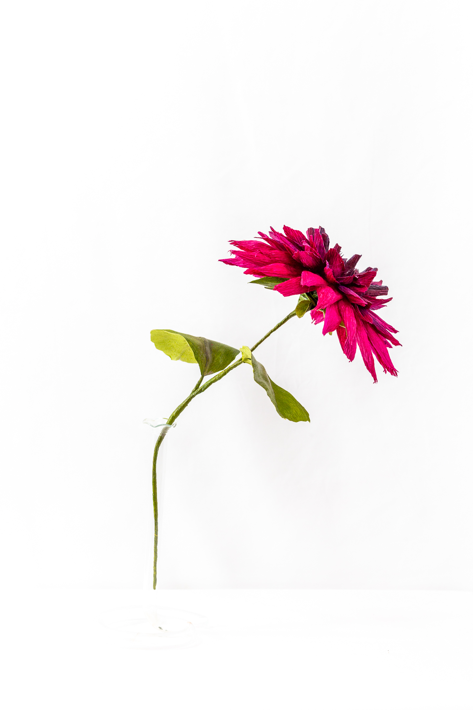 Deep magenta and burgundy dahlia with pointed hand-dyed petals and a dark furled center on a green stem