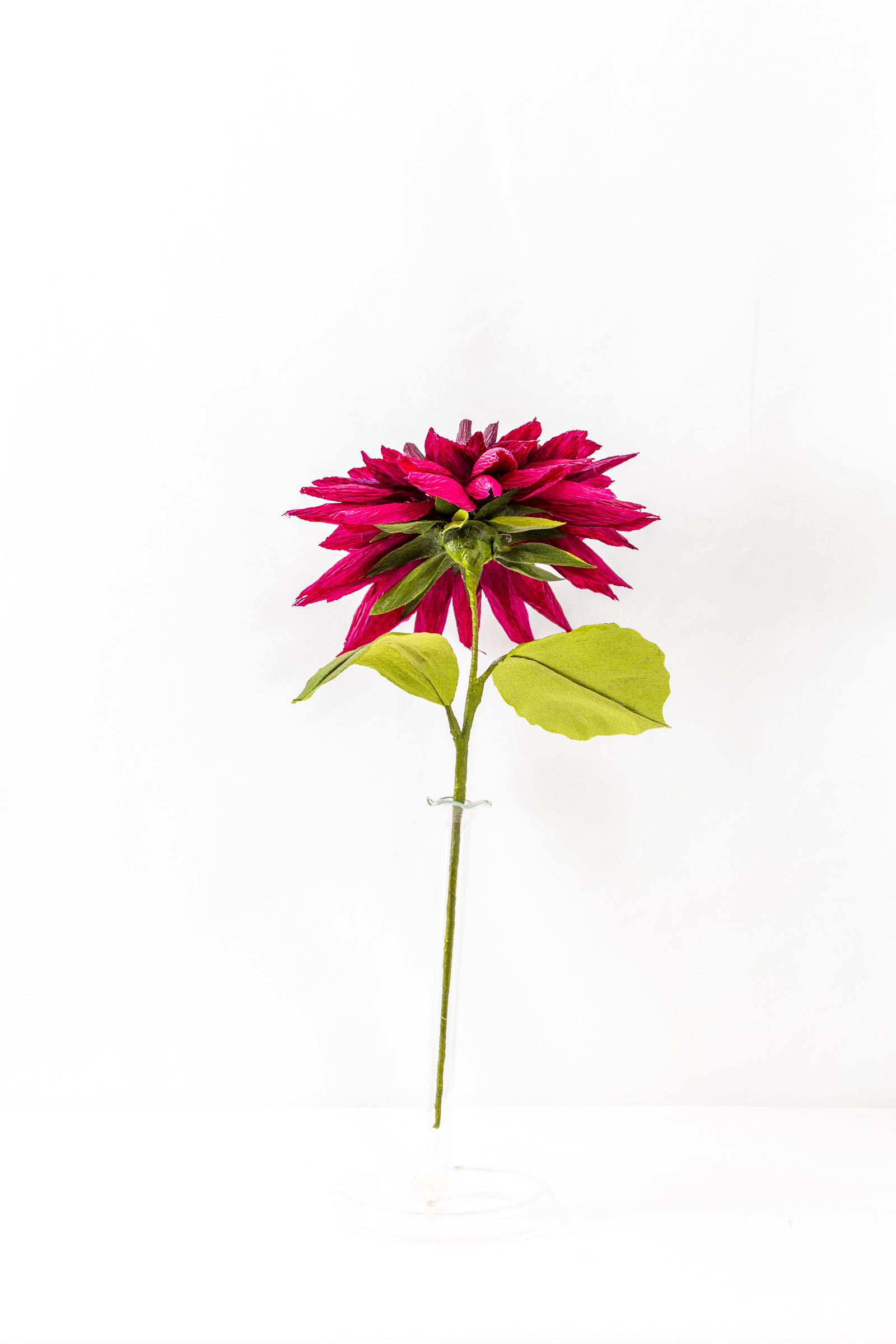 Deep magenta and burgundy dahlia with pointed hand-dyed petals and a dark furled center on a green stem