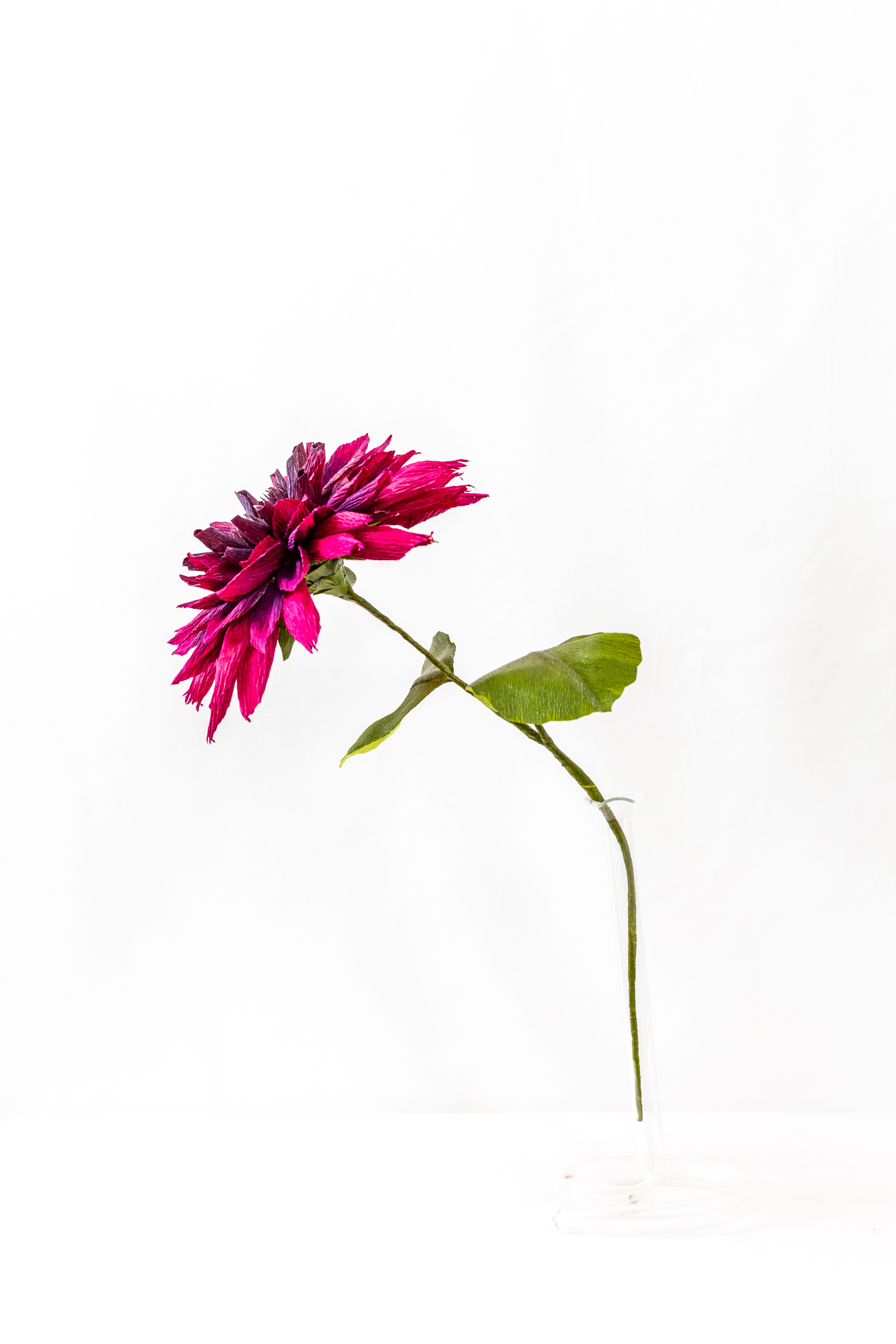 Deep magenta and burgundy dahlia with pointed hand-dyed petals and a dark furled center on a green stem