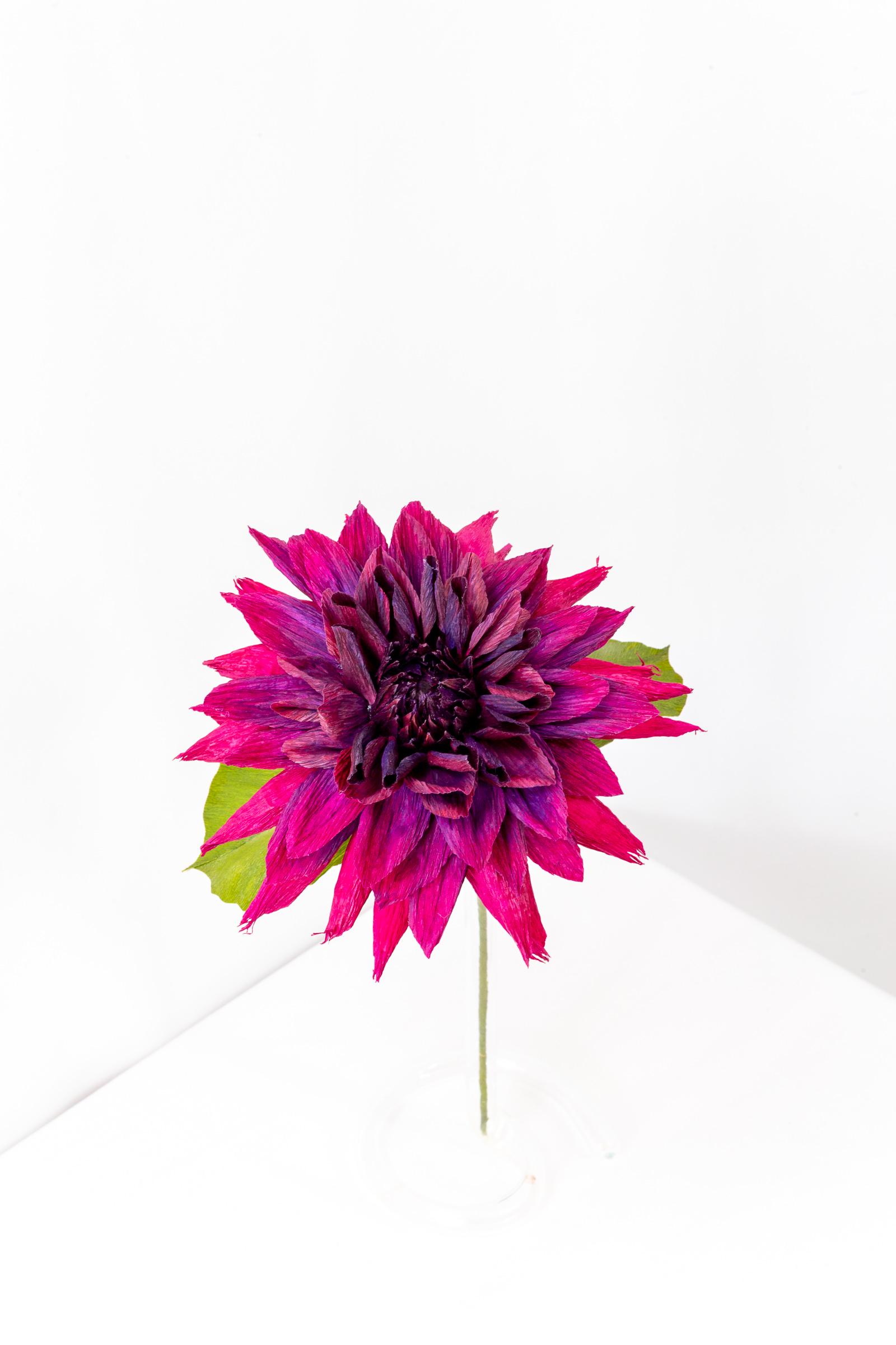 Deep magenta and burgundy dahlia with pointed hand-dyed petals and a dark furled center on a green stem