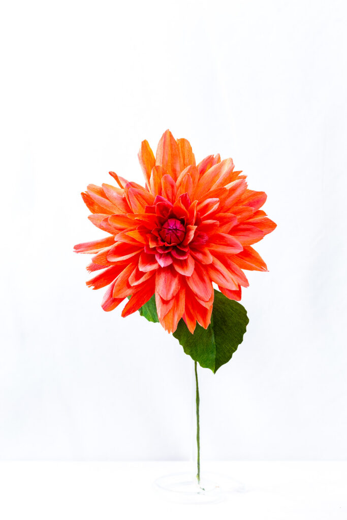 Coral and orange dinner plate dahlia with layered hand-dyed petals and a tight magenta ball center
