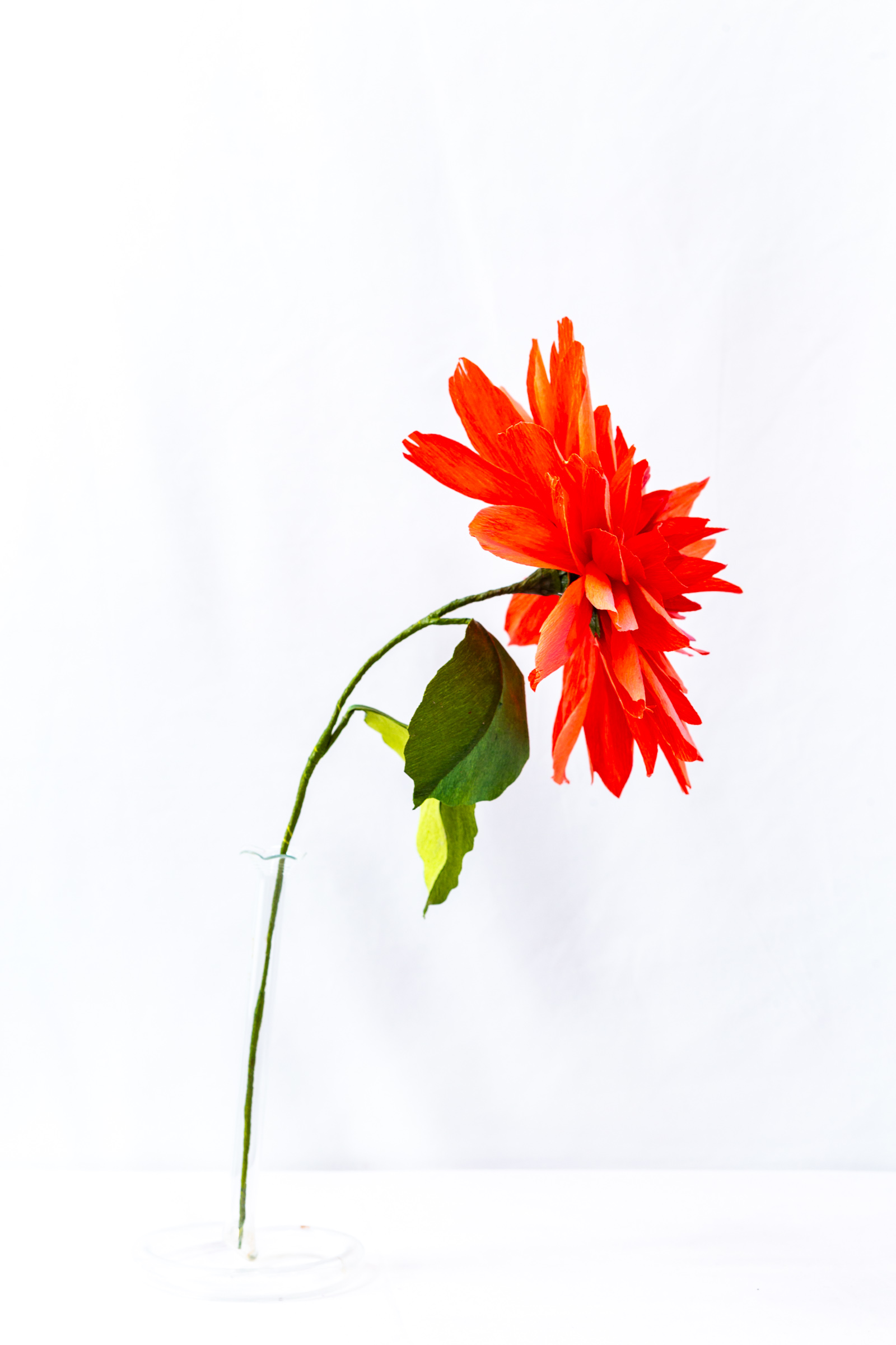 Coral and orange dinner plate dahlia with layered hand-dyed petals and a tight magenta ball center