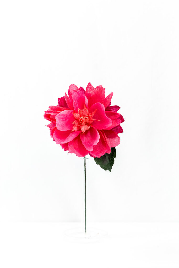 Felix Crousse peony with layered hot pink hand-dyed petals and a crumpled coral center on a green stem