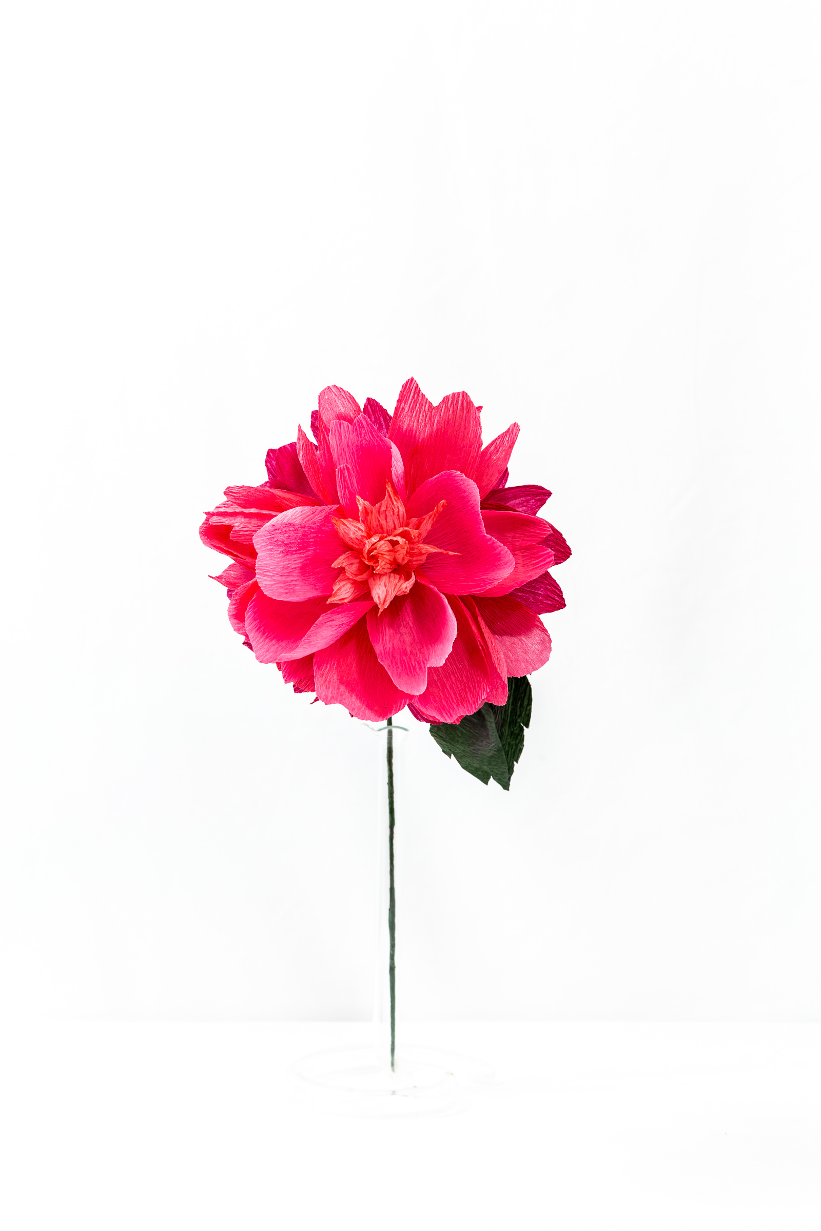 Felix Crousse peony with layered hot pink hand-dyed petals and a crumpled coral center on a green stem