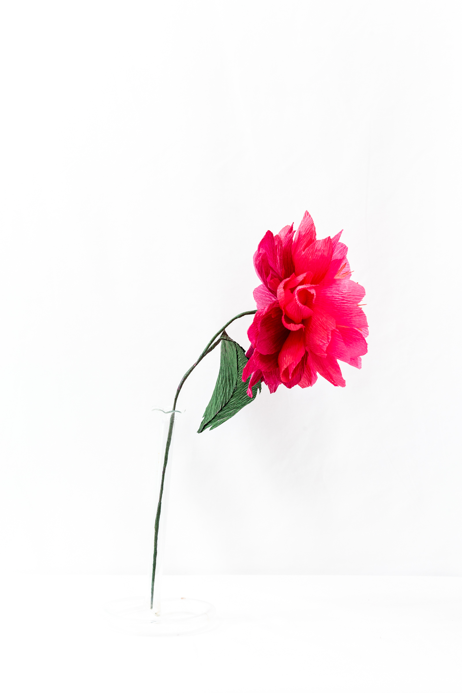 Felix Crousse peony with layered hot pink hand-dyed petals and a crumpled coral center on a green stem