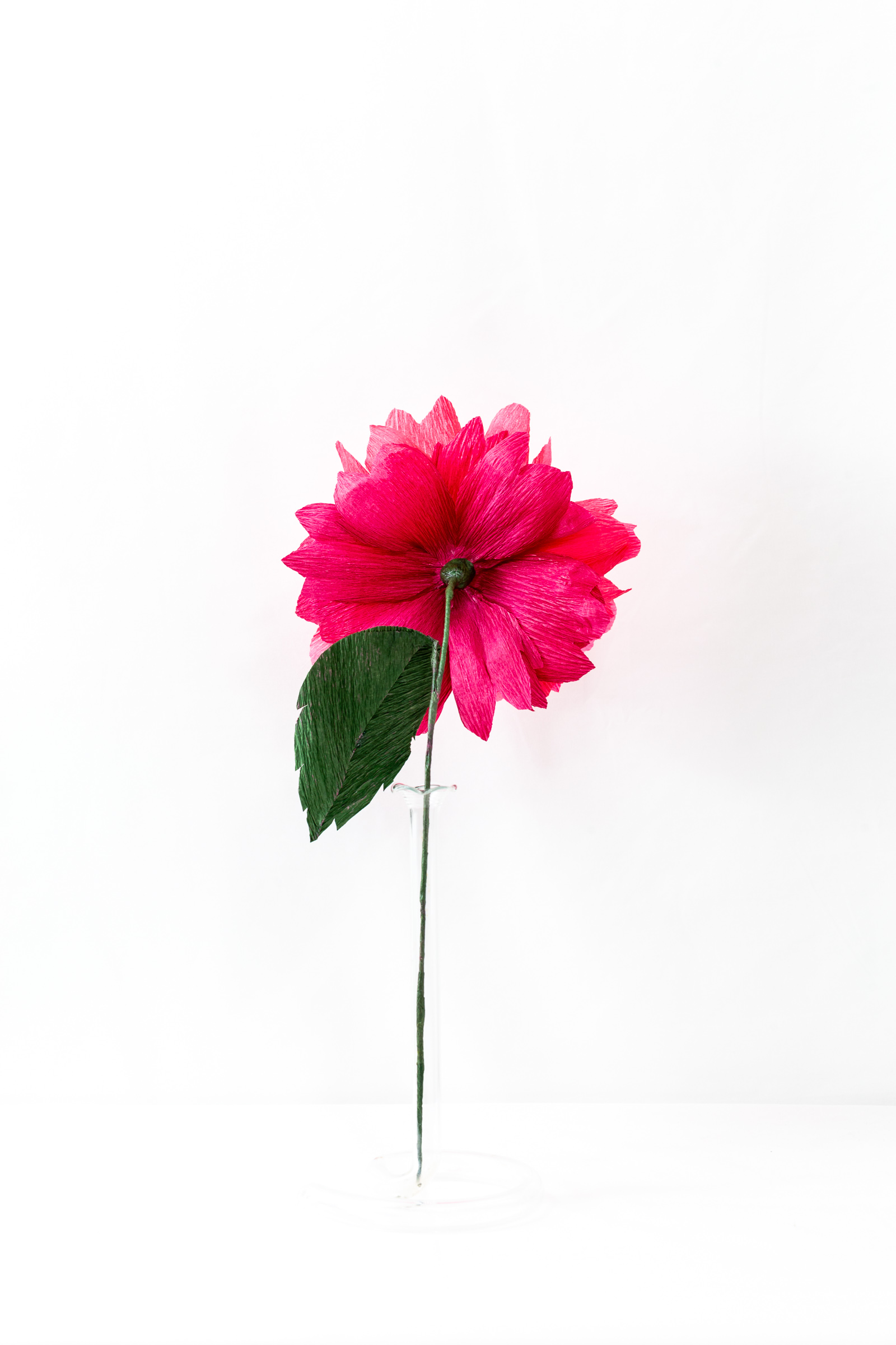 Felix Crousse peony with layered hot pink hand-dyed petals and a crumpled coral center on a green stem