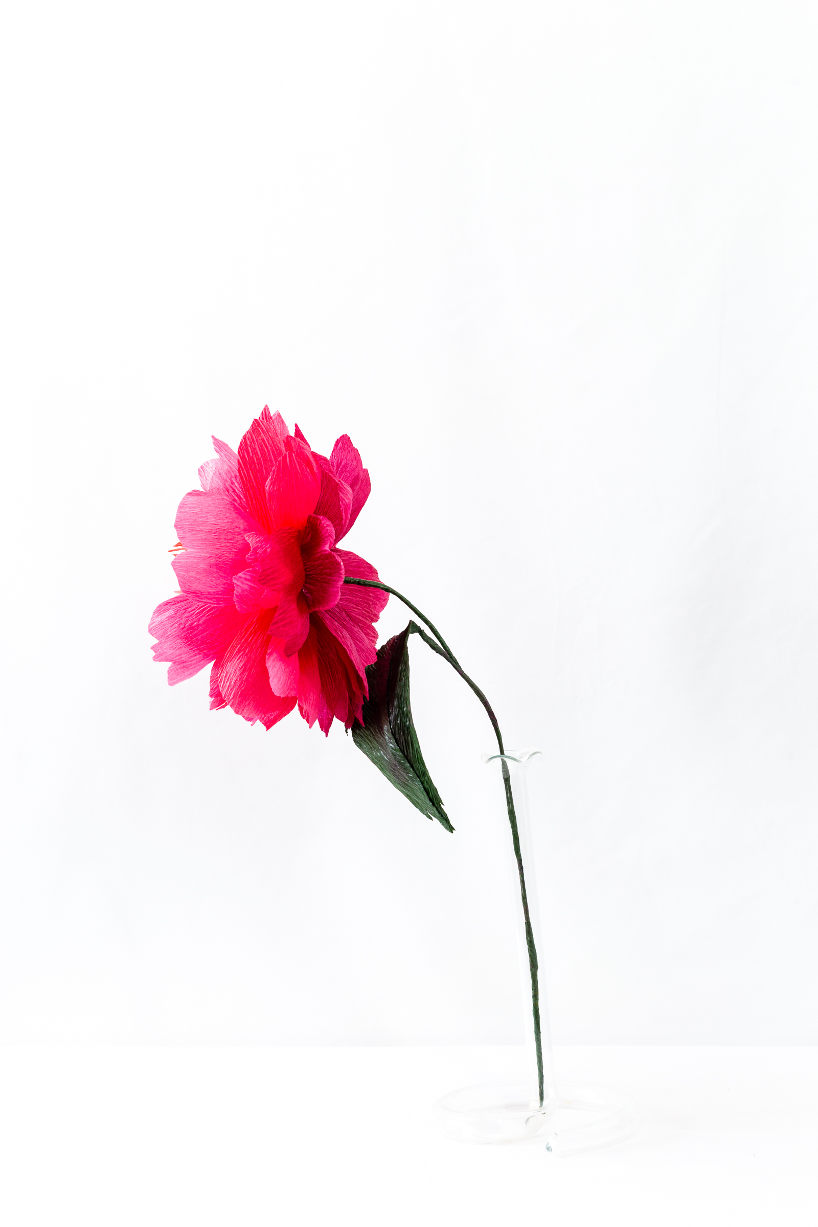 Felix Crousse peony with layered hot pink hand-dyed petals and a crumpled coral center on a green stem